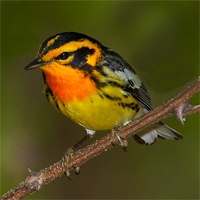 blackburnian warbler