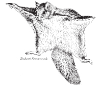 flying-squirrel