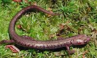 salamander